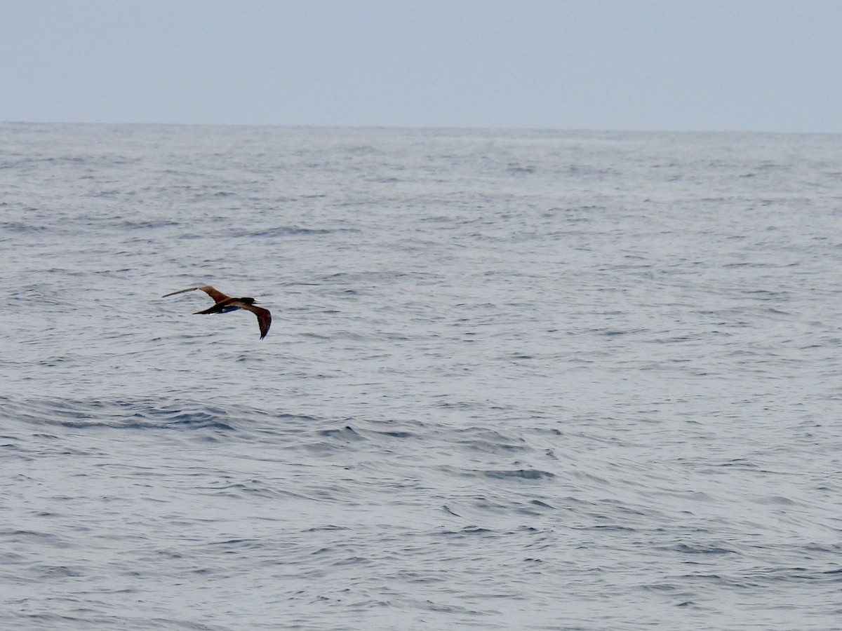 Brown Booby - ML618612262