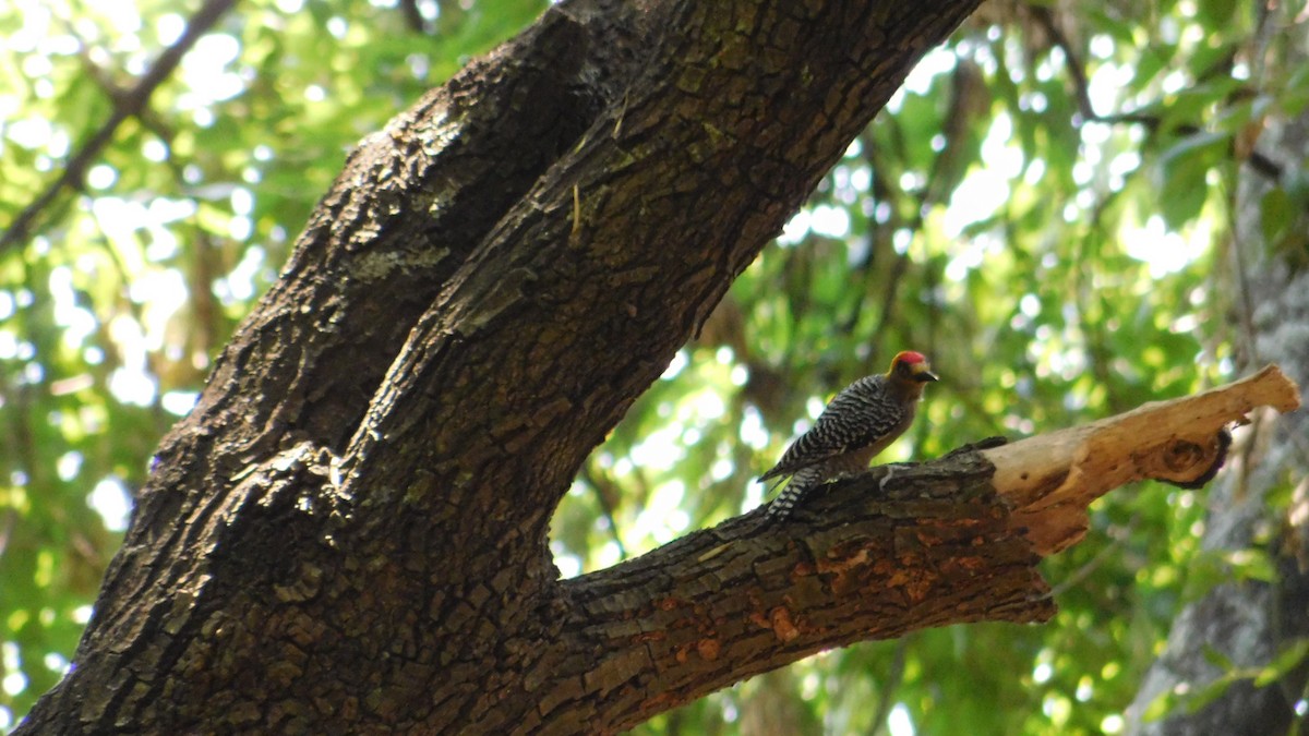 Golden-cheeked Woodpecker - ML618612277