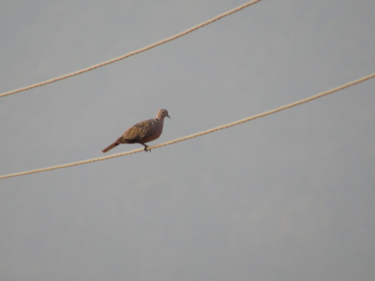 Eurasian Collared-Dove - vaazhaikumar kumar