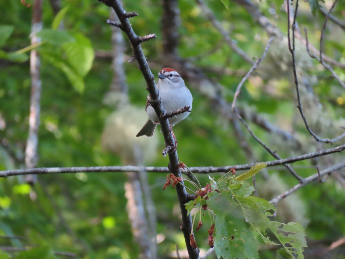 Chipping Sparrow - ML618612313