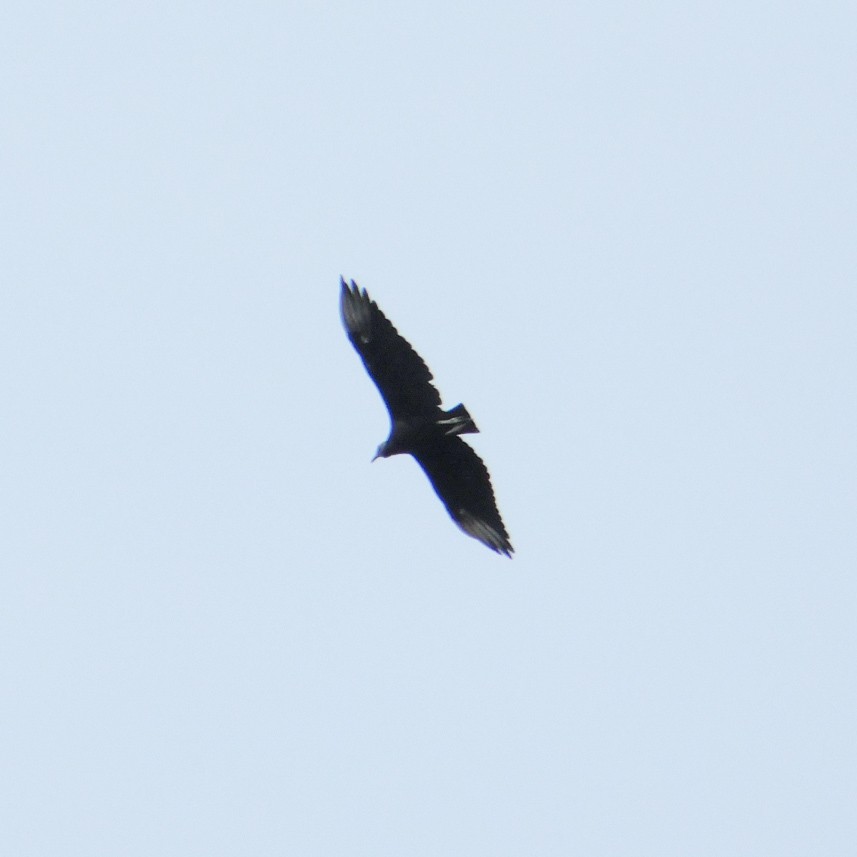 Black Vulture - ML618612338