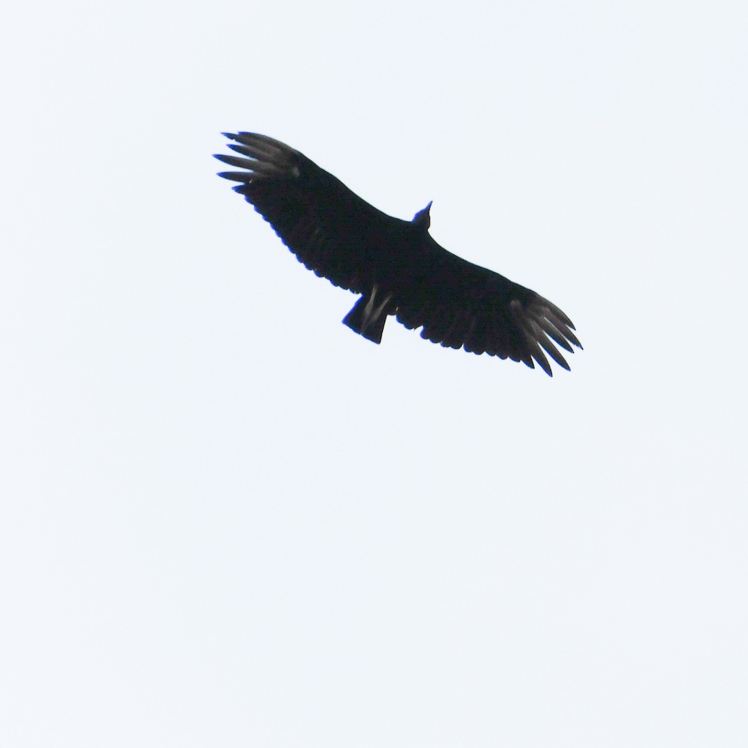 Black Vulture - ML618612339