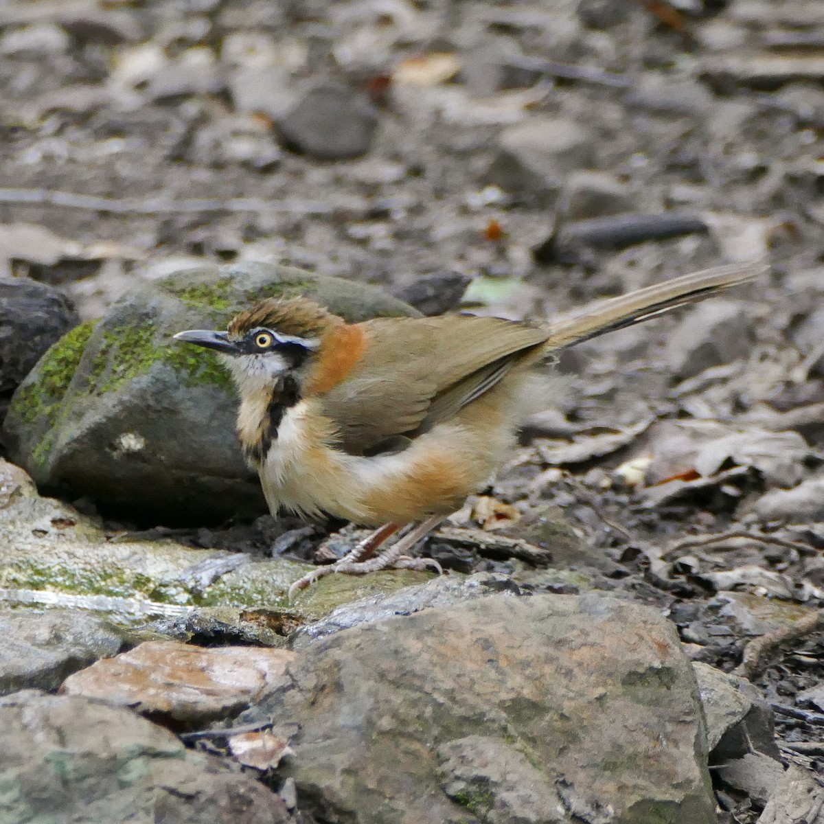 Lesser Necklaced Laughingthrush - ML618612389