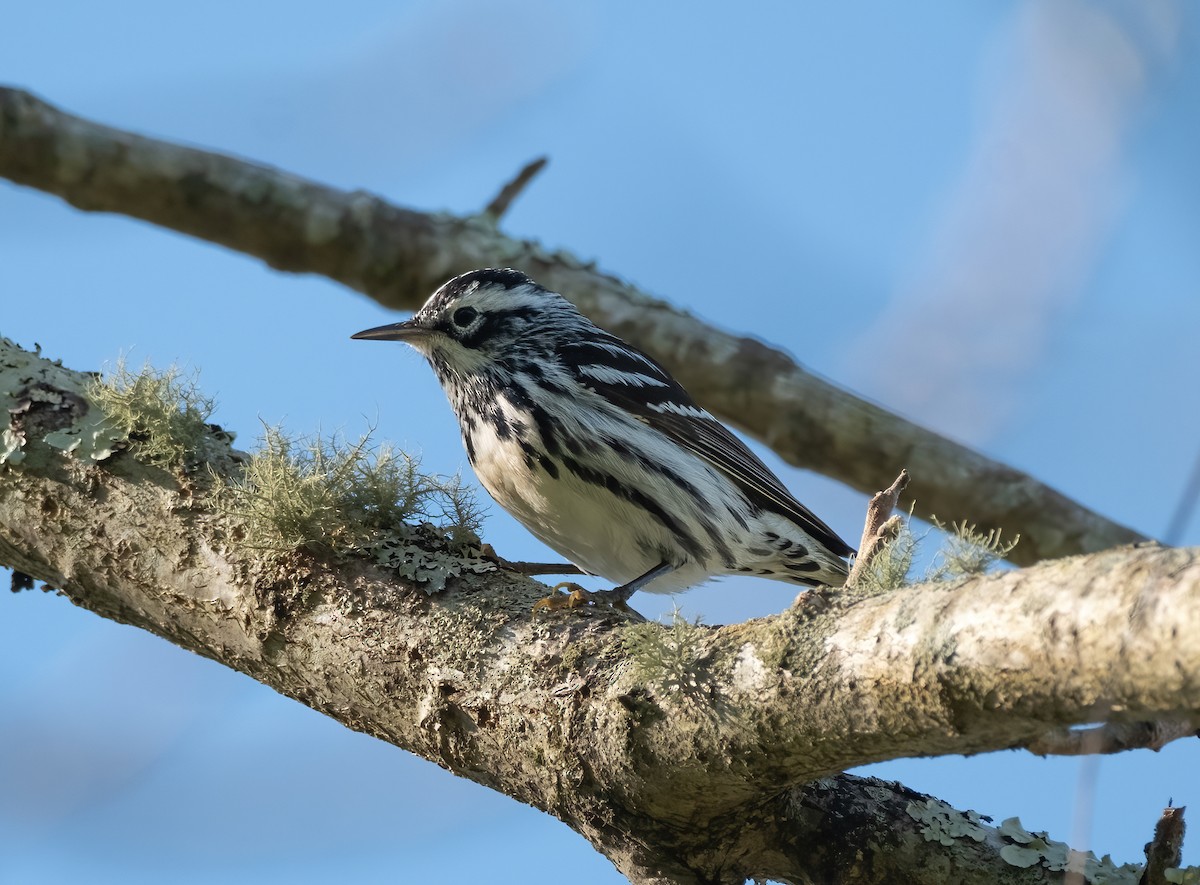 Black-and-white Warbler - ML618612393
