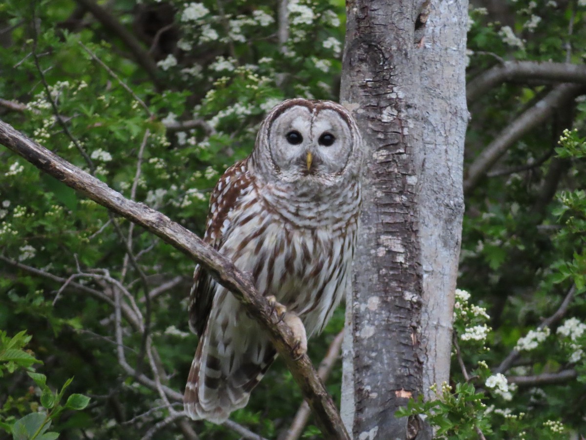 Barred Owl - ML618612409