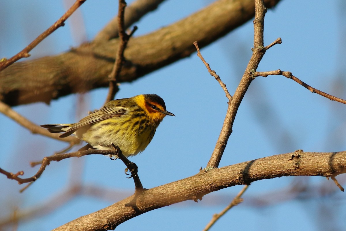 Cape May Warbler - ML618612412