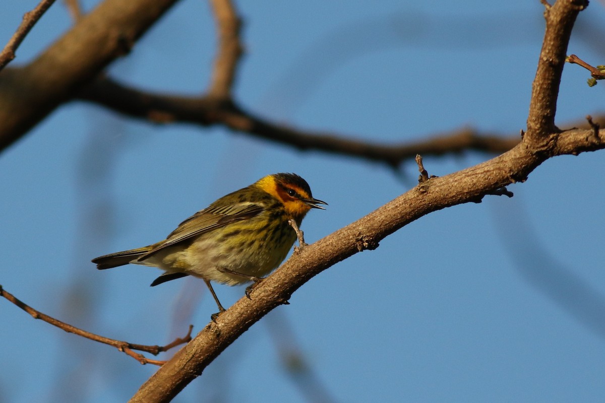 Cape May Warbler - ML618612414