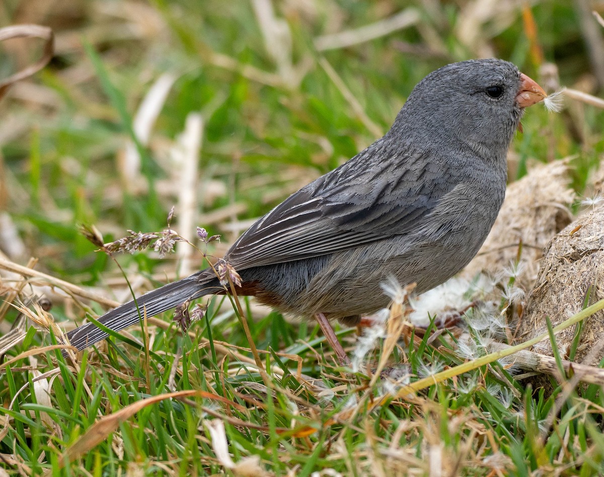 Plain-colored Seedeater - ML618612435