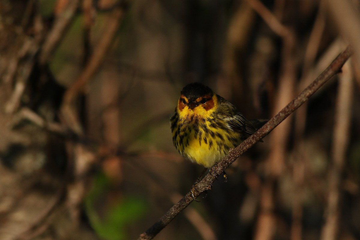 Cape May Warbler - ML618612493
