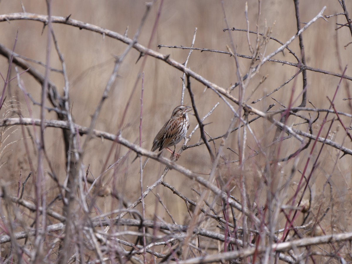 Song Sparrow - Mike Grant
