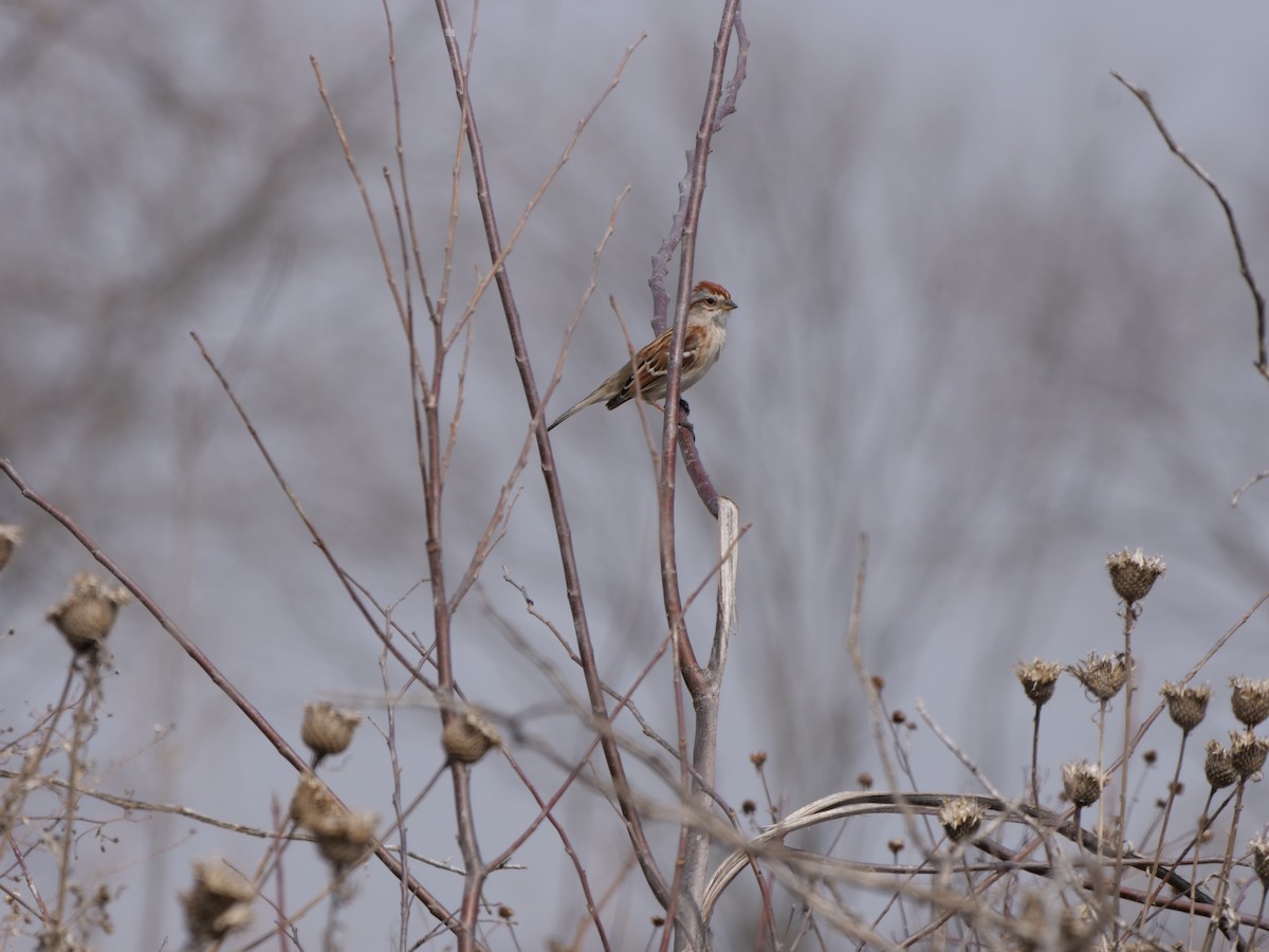 American Tree Sparrow - ML618612502
