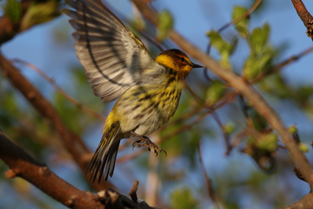 Cape May Warbler - ML618612551
