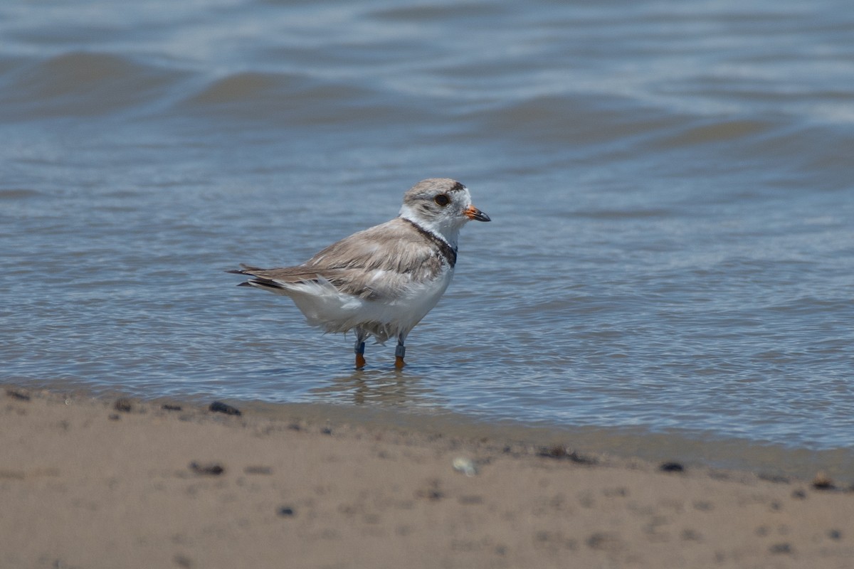 Piping Plover - ML618612565