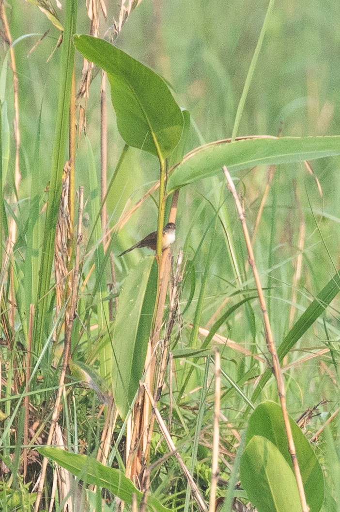 Indian Grassbird - ML618612571