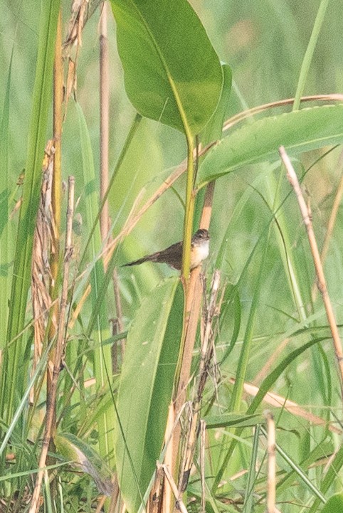 Indian Grassbird - ML618612572