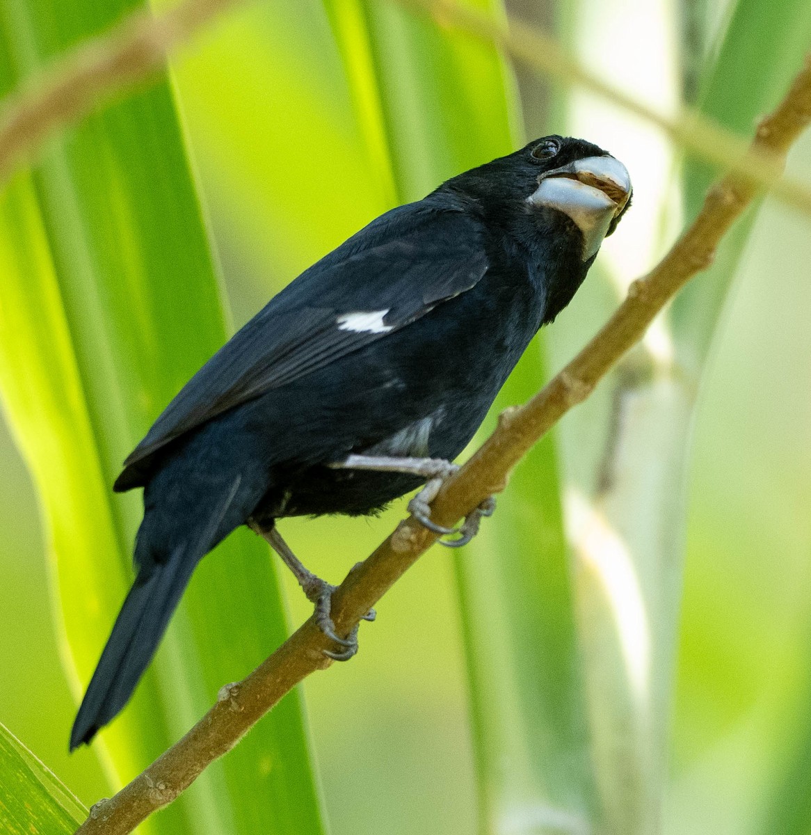 Large-billed Seed-Finch - ML618612621