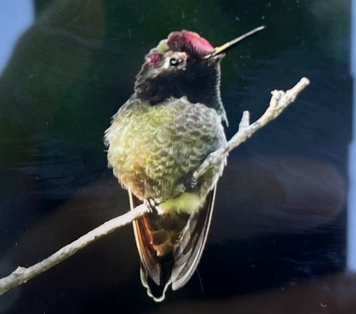 Anna's Hummingbird - ML618612645