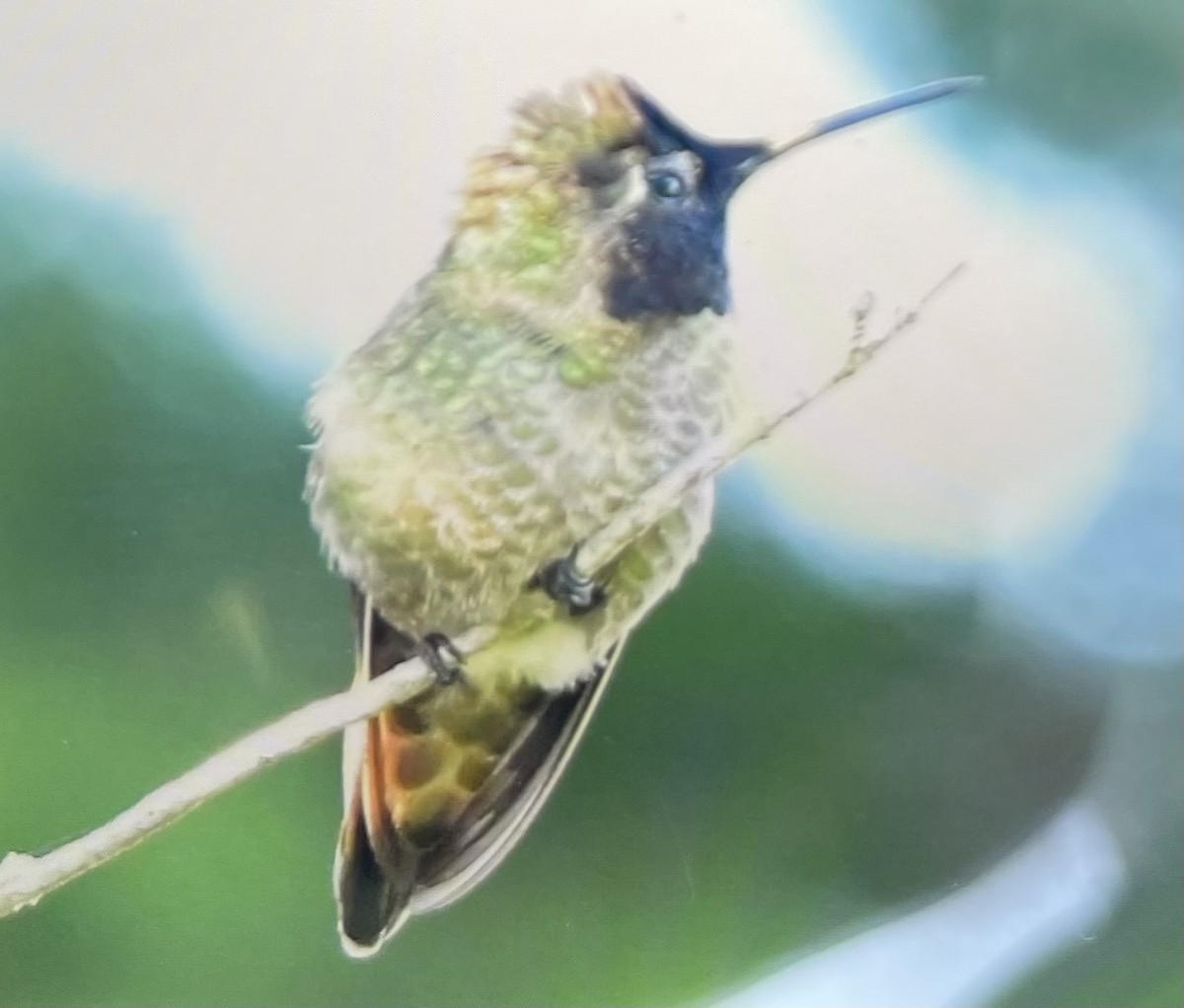 Anna's Hummingbird - ML618612646