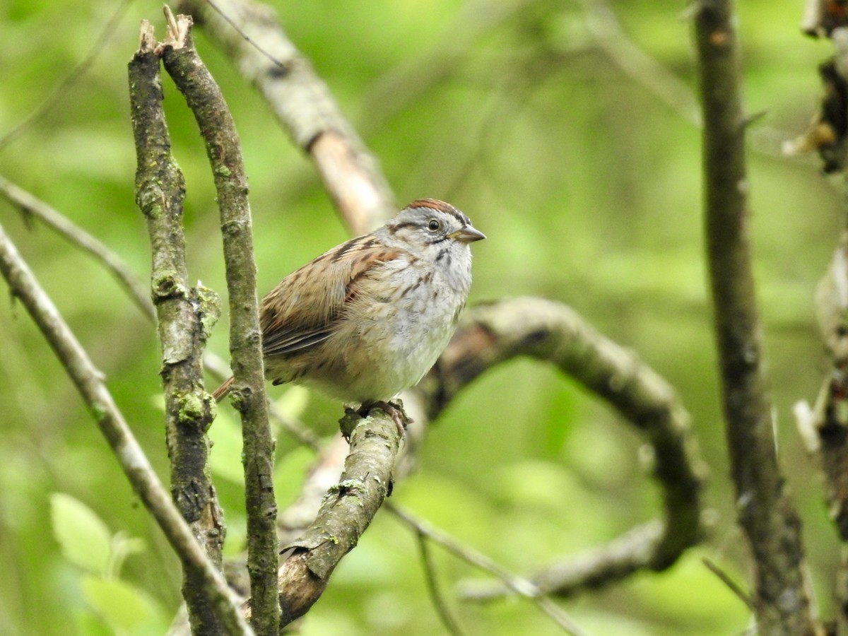 Swamp Sparrow - ML618612722
