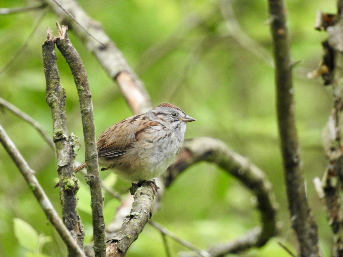 Swamp Sparrow - ML618612723