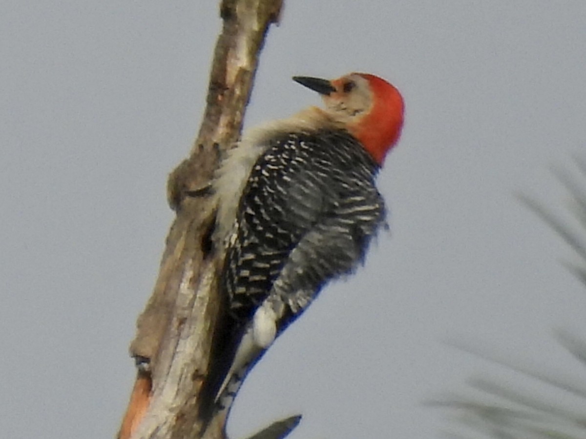 Red-bellied Woodpecker - ML618612724