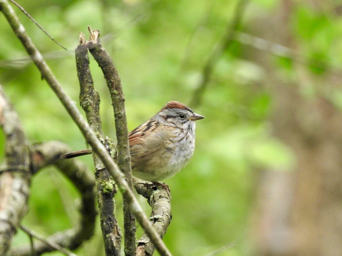 Swamp Sparrow - ML618612726