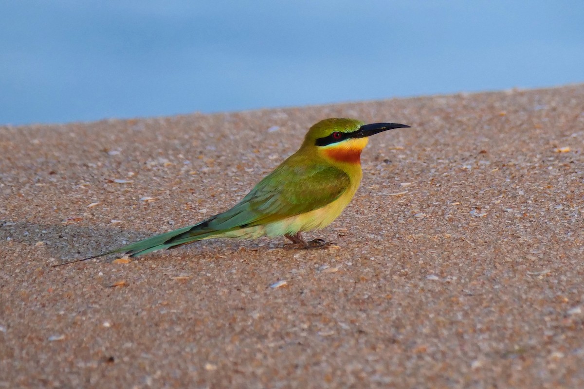Blue-tailed Bee-eater - ML618612823