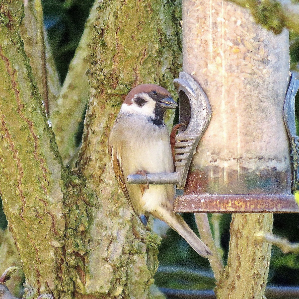 Eurasian Tree Sparrow - ML618612853