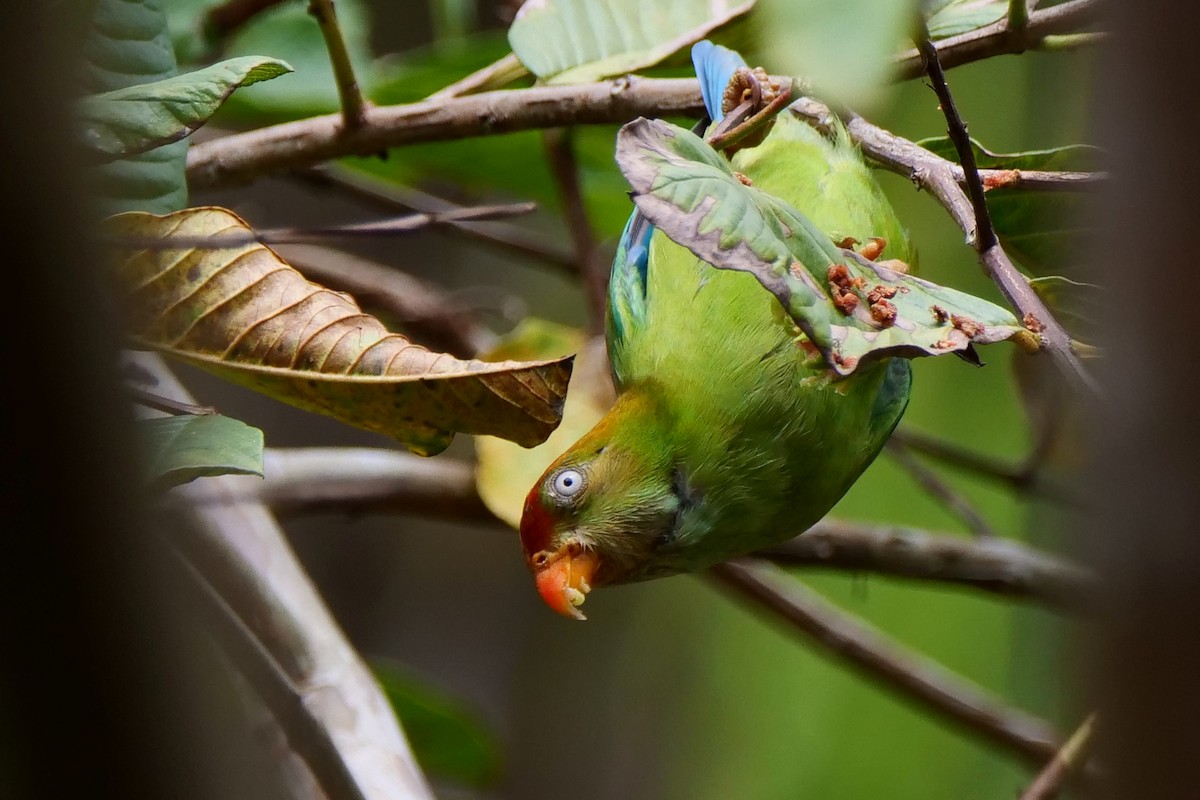 Sri Lanka Hanging-Parrot - ML618612892