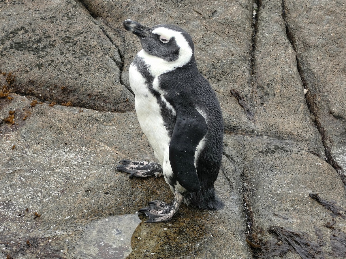 African Penguin - ML618612902