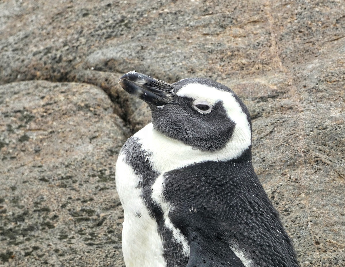 African Penguin - ML618612908