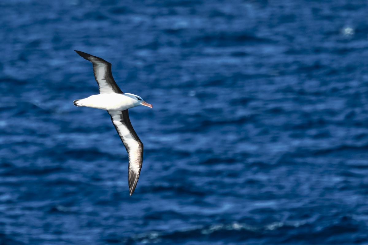 albatros černobrvý - ML618612913
