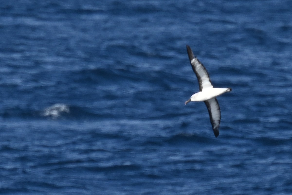 Indian Yellow-nosed Albatross - ML618612918