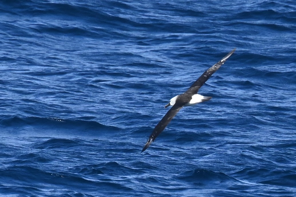 Indian Yellow-nosed Albatross - Marcelina Poddaniec