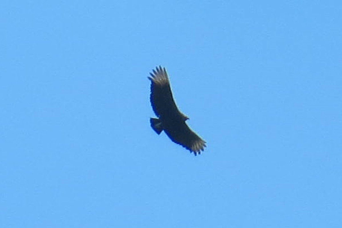 Black Vulture - ML618612926