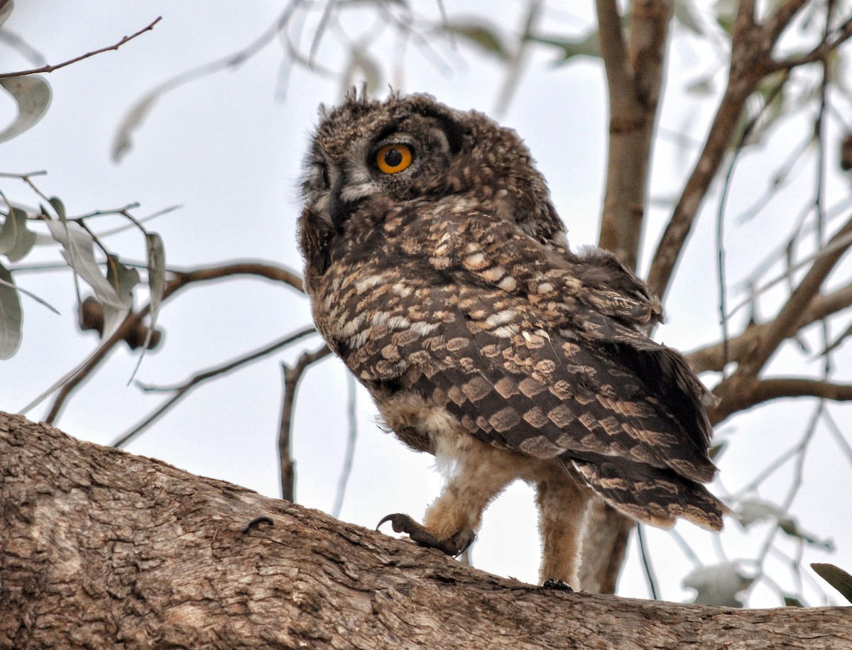 Spotted Eagle-Owl - ML618612941