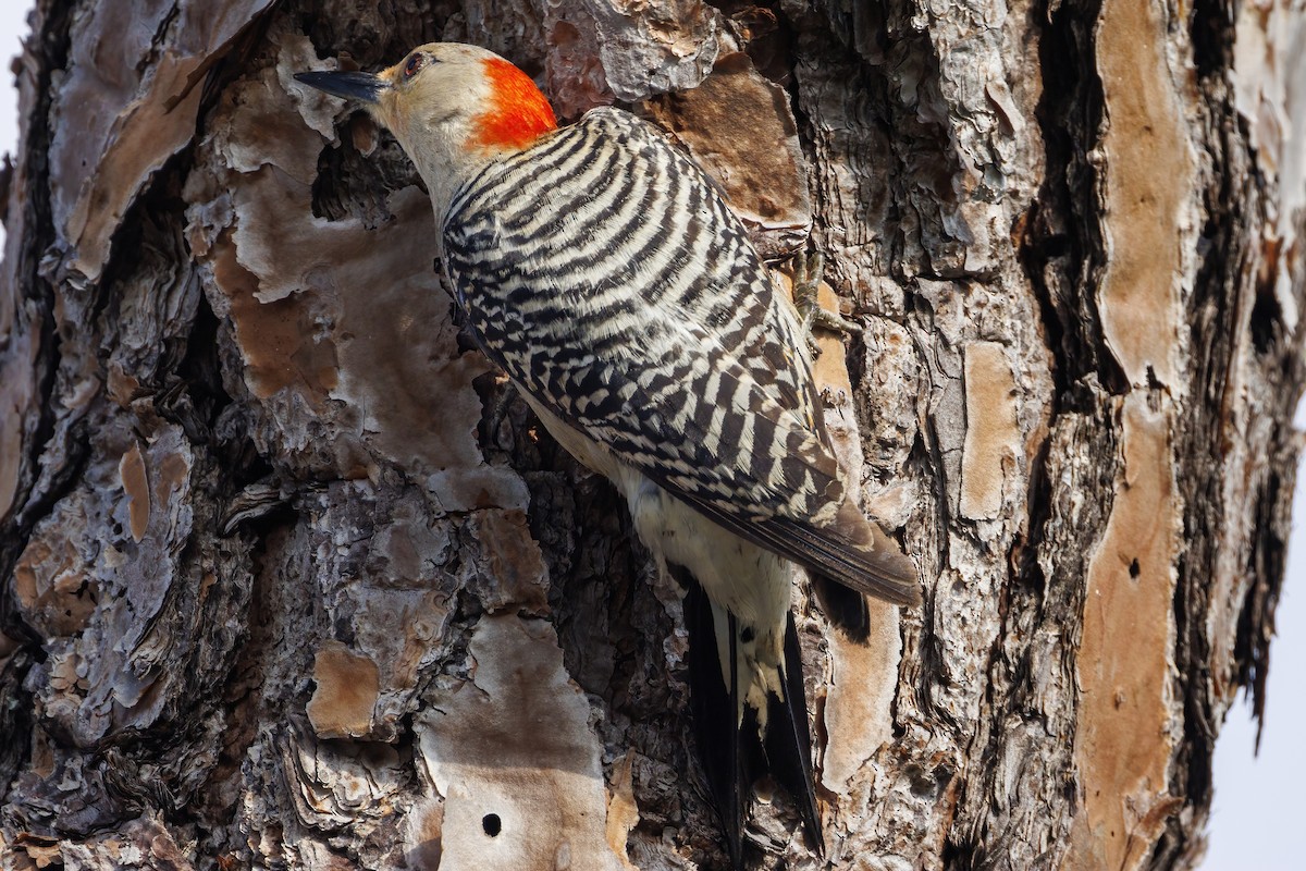 Red-bellied Woodpecker - ML618612977