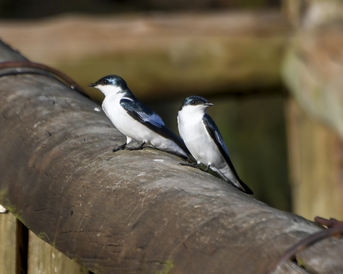 White-winged Swallow - ML618613001