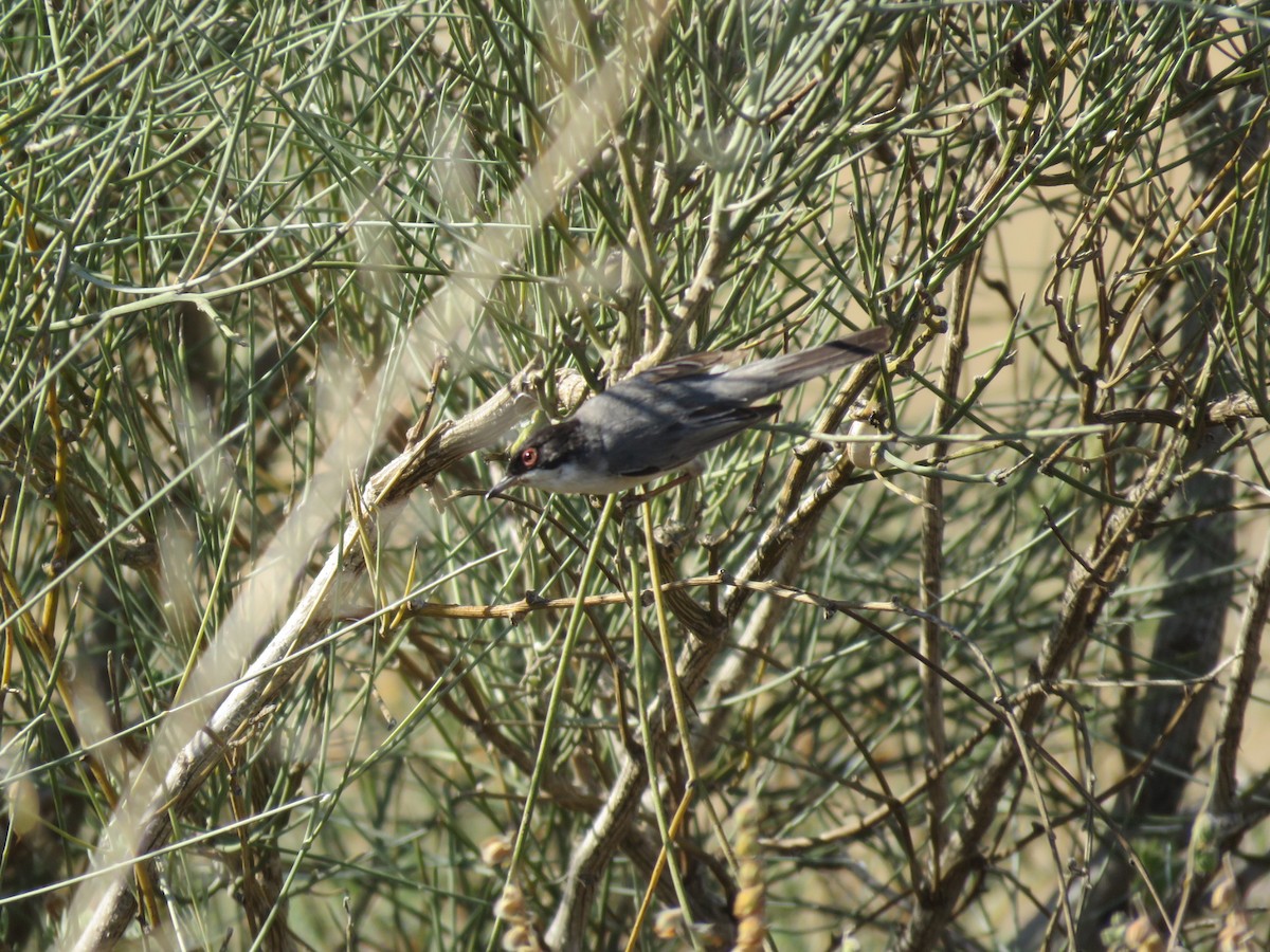 Sardinian Warbler - ML618613005