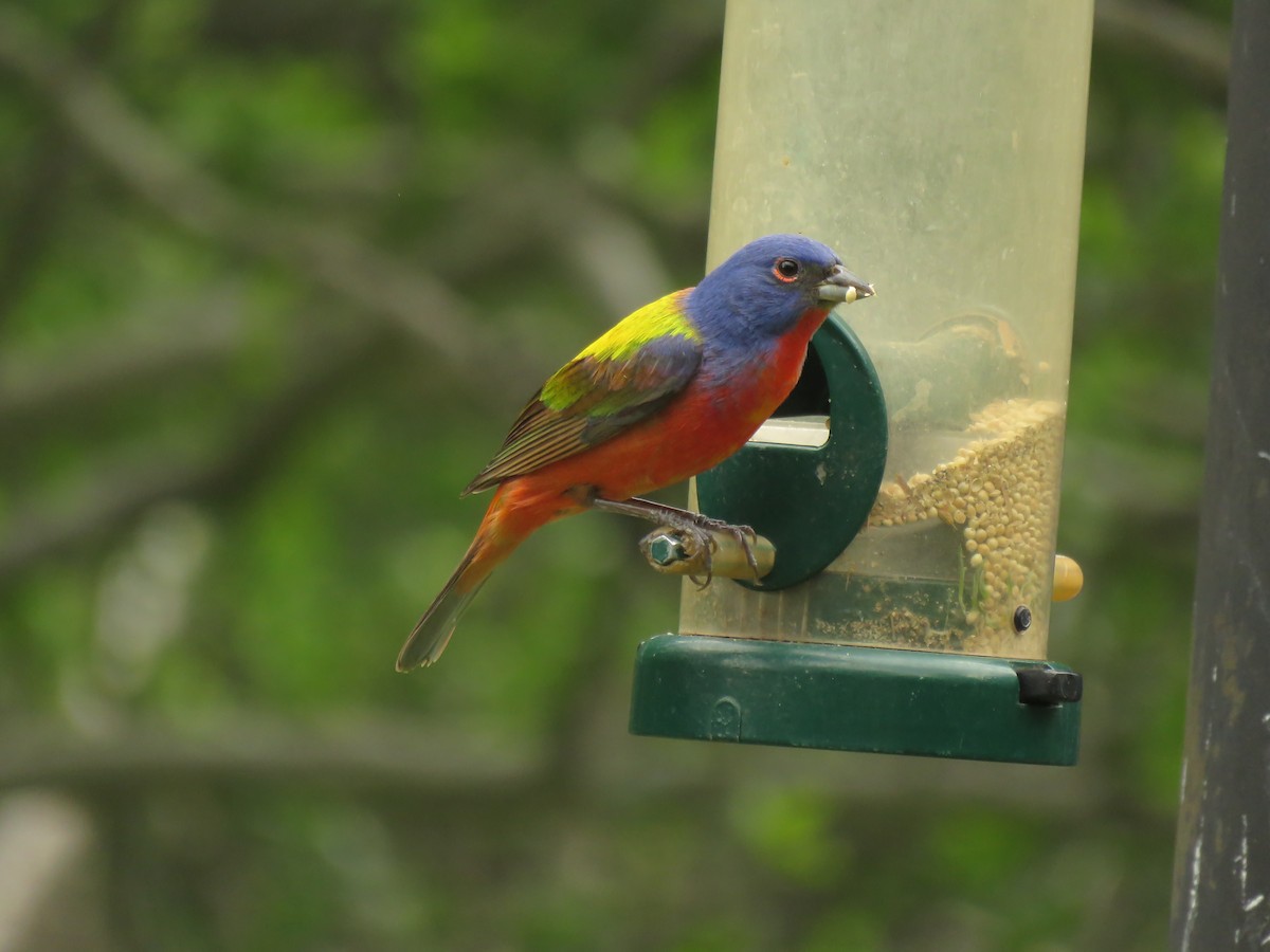 Painted Bunting - ML618613020