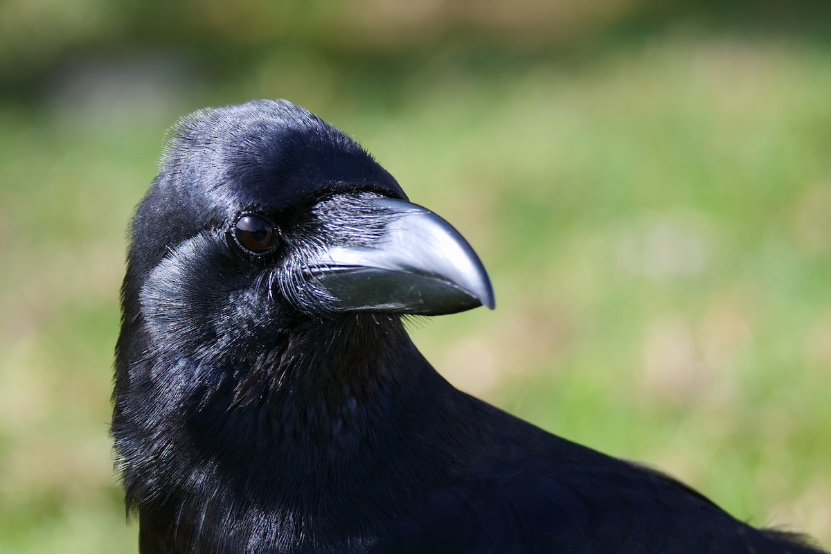 Large-billed Crow - ML618613072