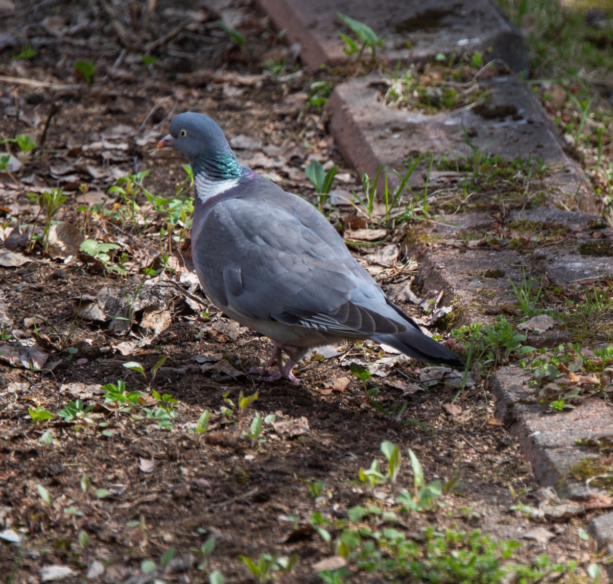 Common Wood-Pigeon - ML618613086