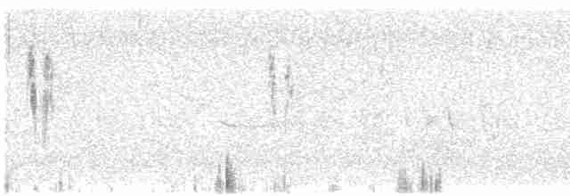 Lavandera Blanca - ML618613122