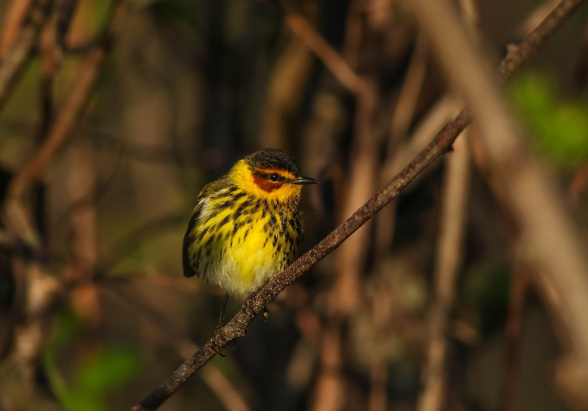Cape May Warbler - ML618613160