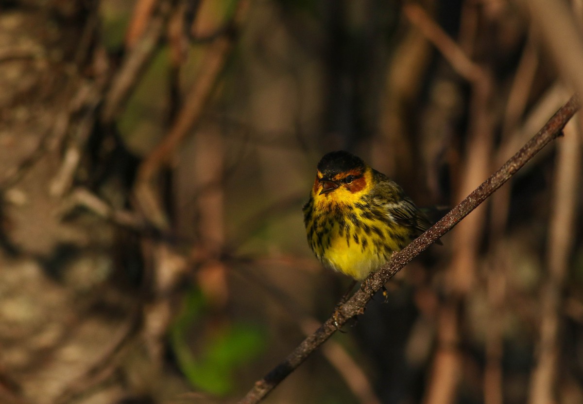 Cape May Warbler - ML618613161