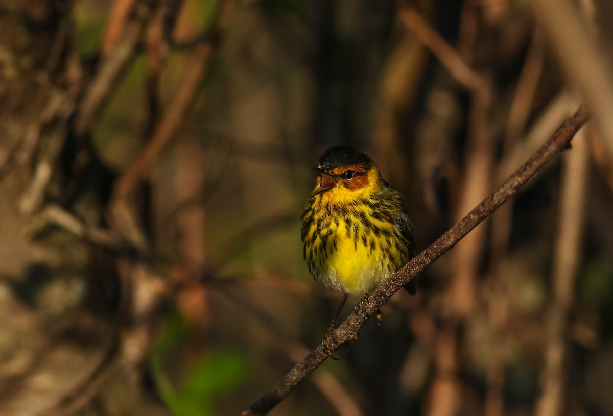 Cape May Warbler - ML618613162
