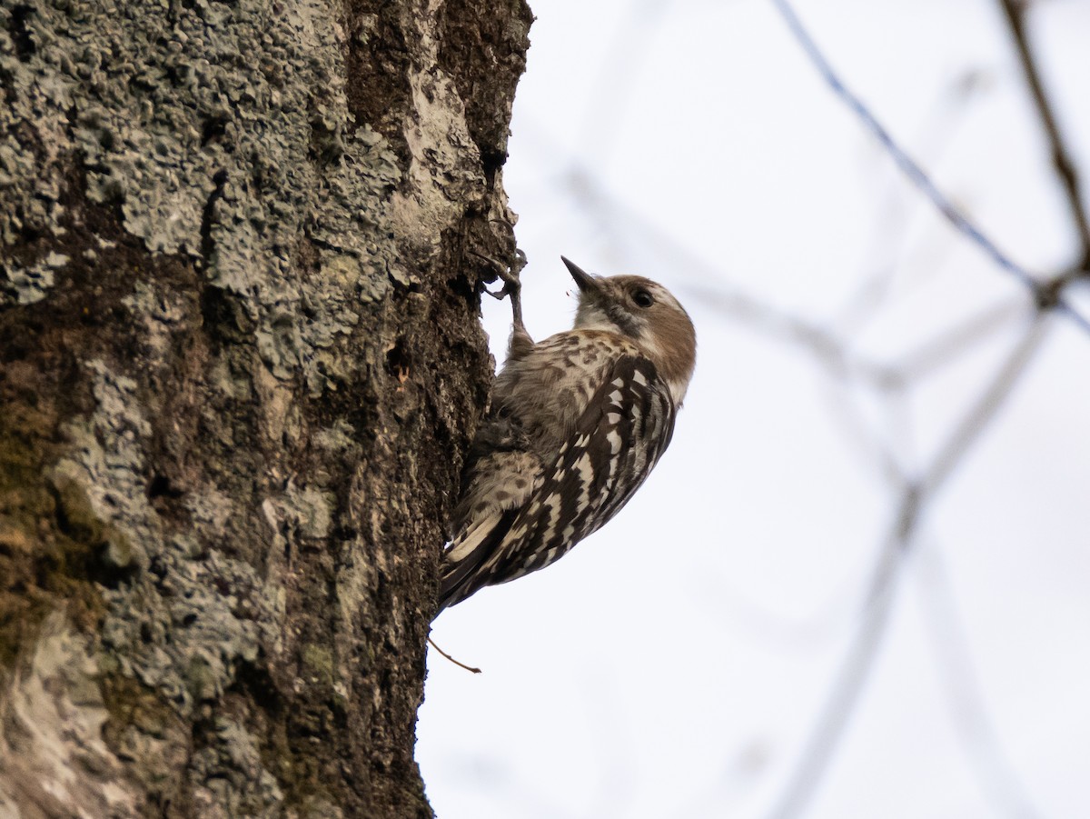 Japanese Pygmy Woodpecker - ML618613167