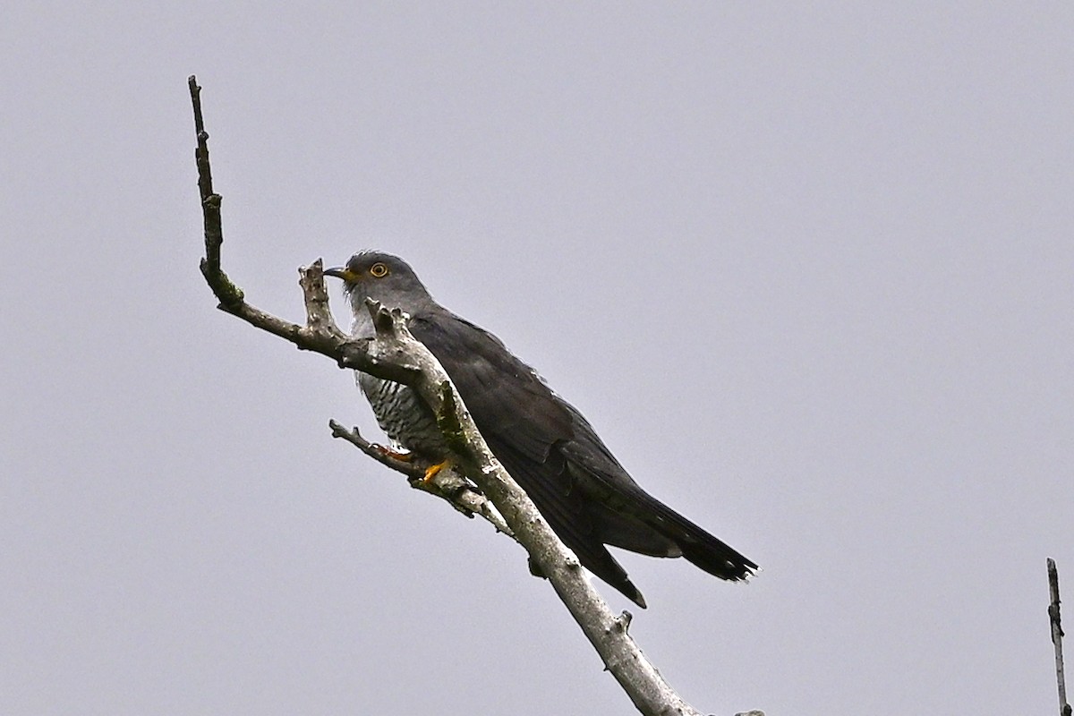Common Cuckoo - ML618613196