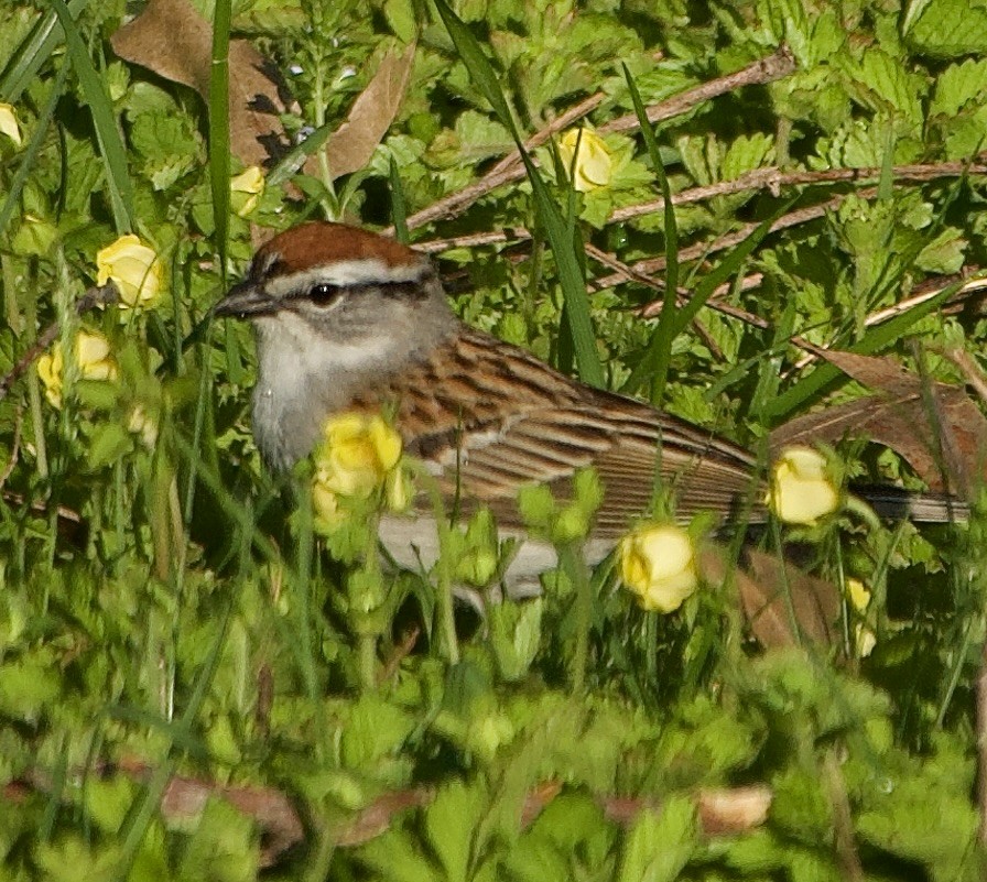 Chipping Sparrow - ML618613207