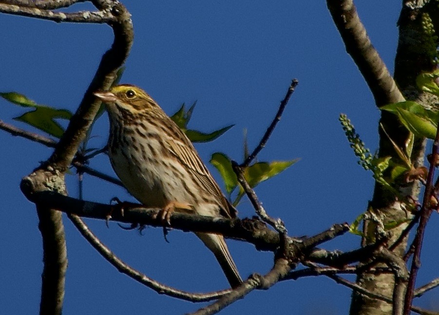 Savannah Sparrow - ML618613210